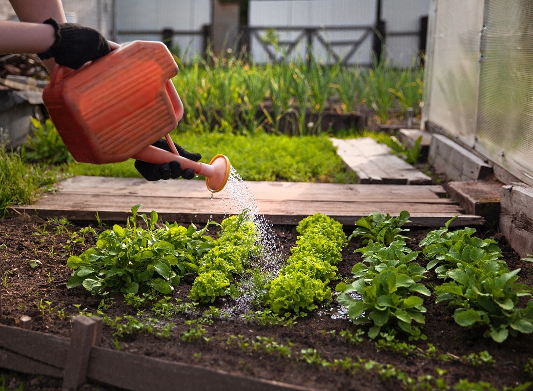 Planter des légumes et des fruits dans un carré potager