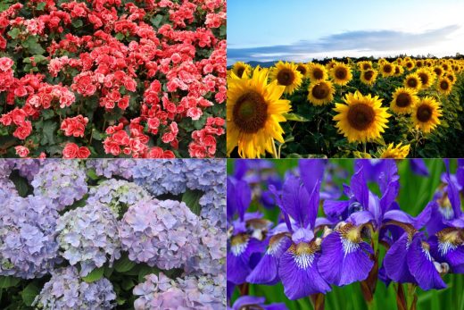 À épingler : Plantes : celles qu’il faut absolument planter en juillet