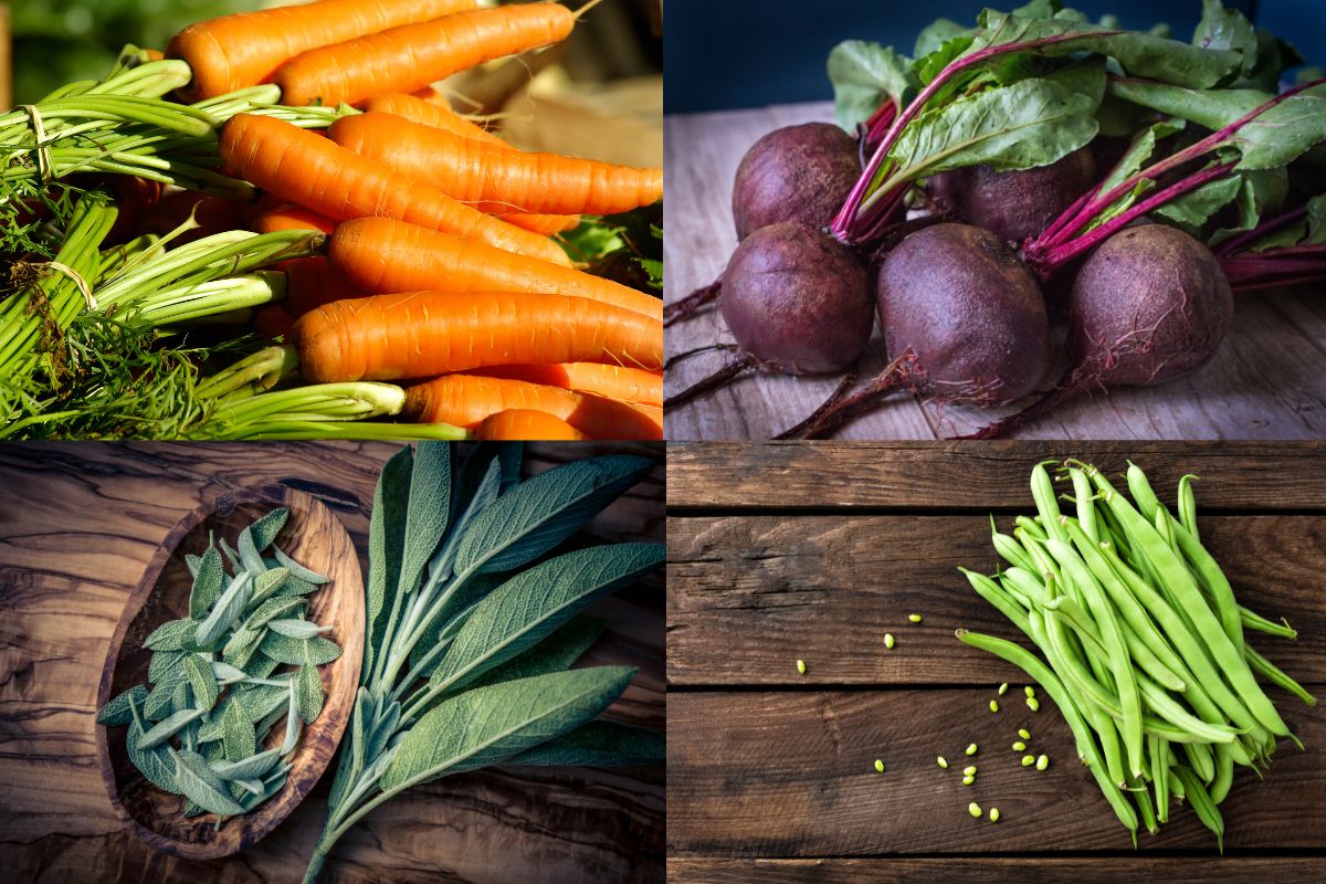 Potager : 4 légumes qui n'ont pas besoin d'eau