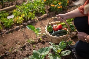 Potager et canicule : comment créer de l'ombre et protéger ses légumes