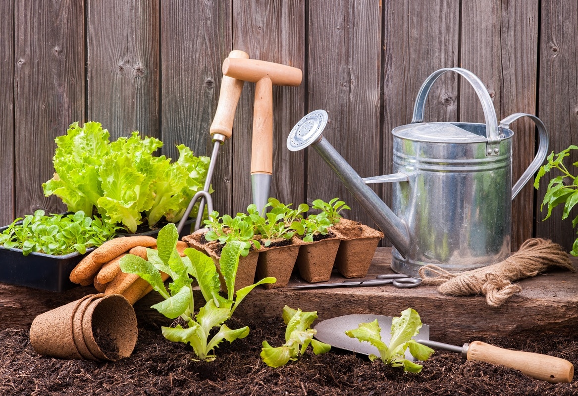 Que planter dans un carré potager