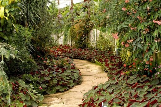 À épingler : Quel petit arbuste à fleurs persiste au soleil et la sécheresse