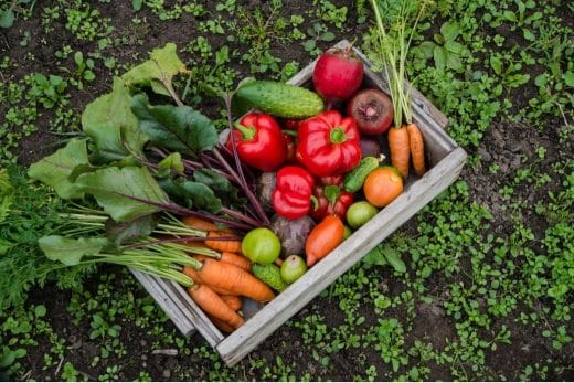 À épingler : Quels sont les légumes à cultiver absolument pendant l’été ?