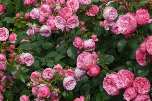 À épingler : Rose : comment les entretenir et bien les tailler pendant l’été
