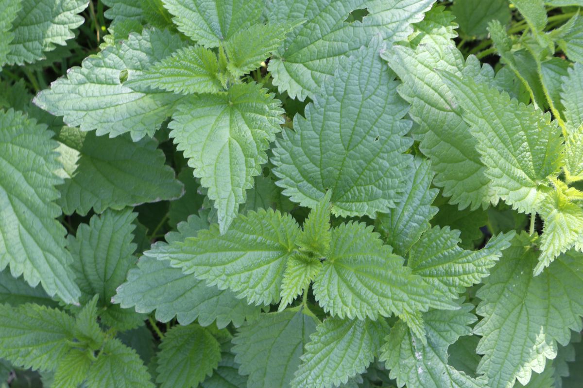 Savez-vous qu'il existe de bonnes mauvaises herbes ?