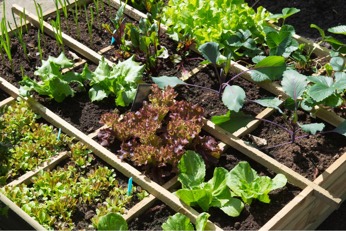 Sécheresse : les 4 astuces pour éviter que le potager ne meurt