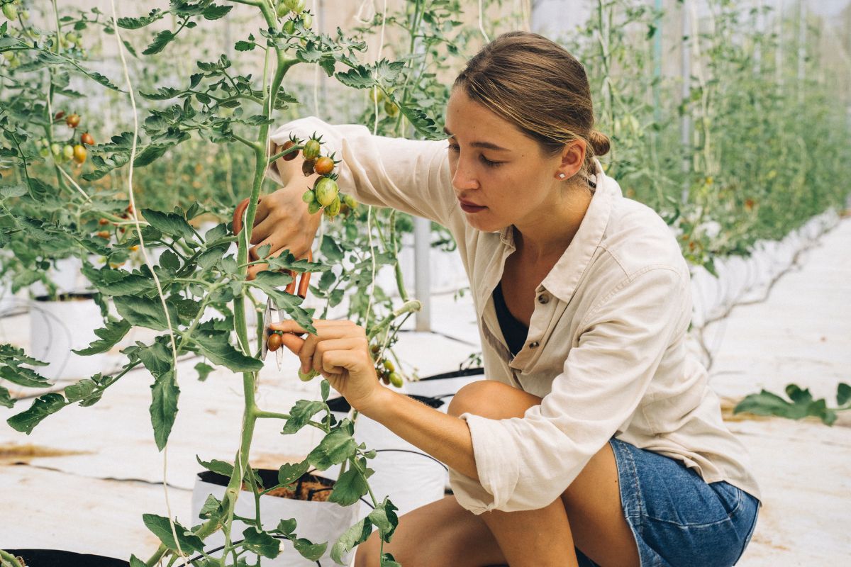 Ses plantes et végétaux qu'il ne faut absolument pas tailler en été