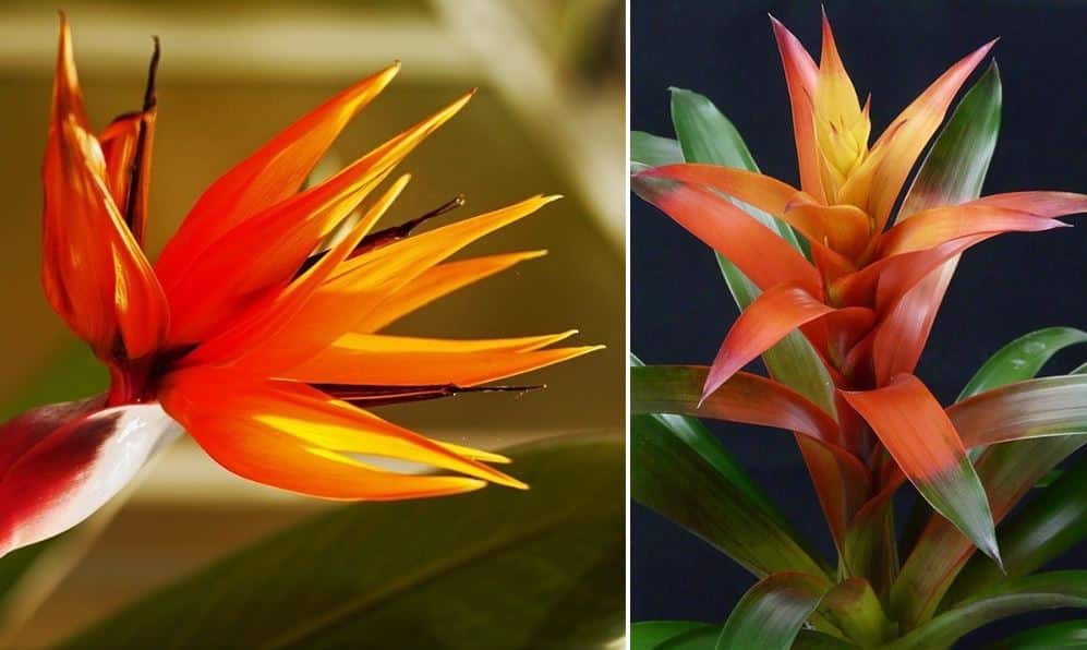 Un top 10 des fleurs exotiques