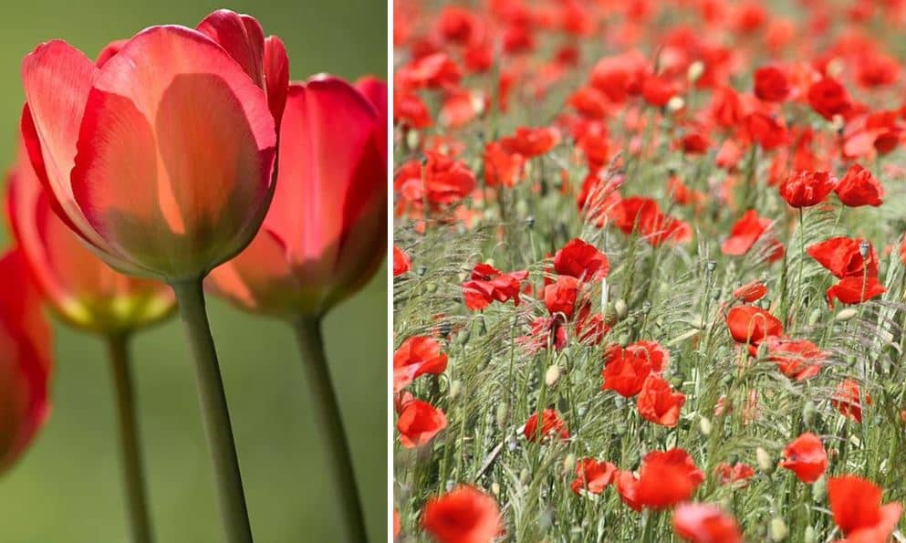 Un top 10 des fleurs rouges