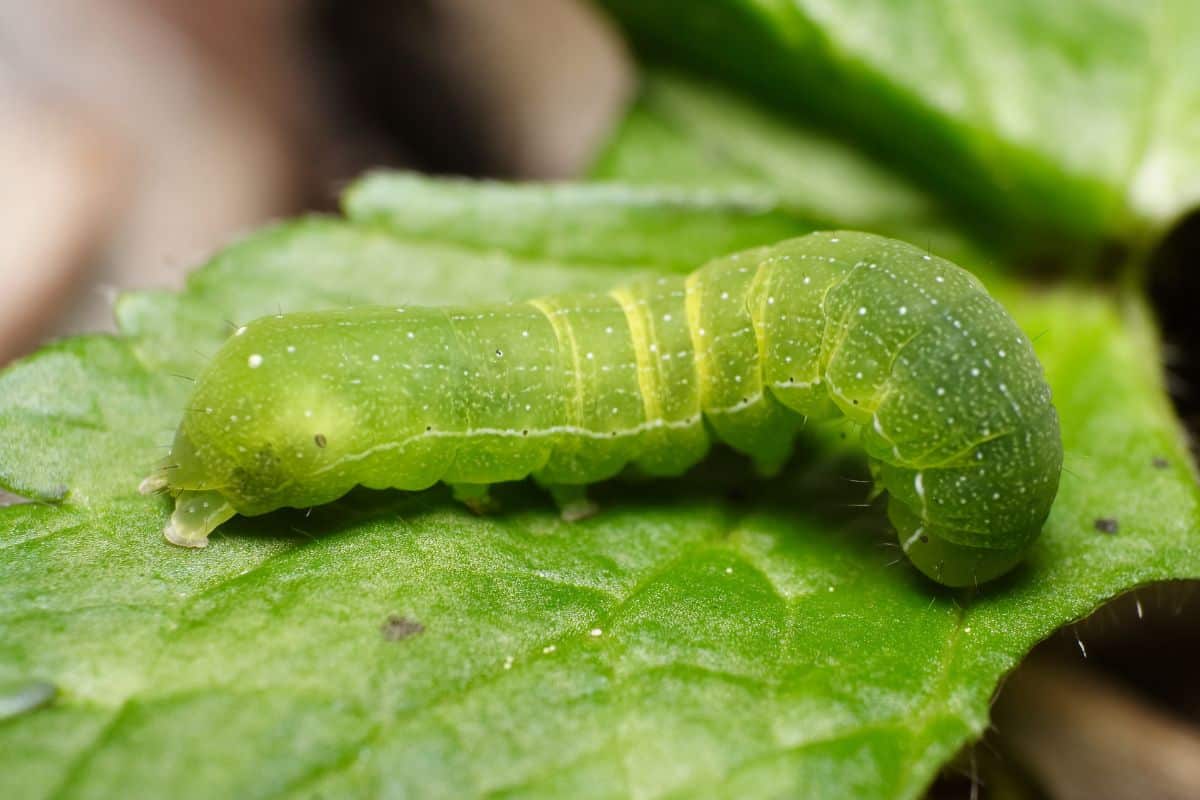 4 astuces imparables pour se débarrasser des chenilles vertes dans votre jardin