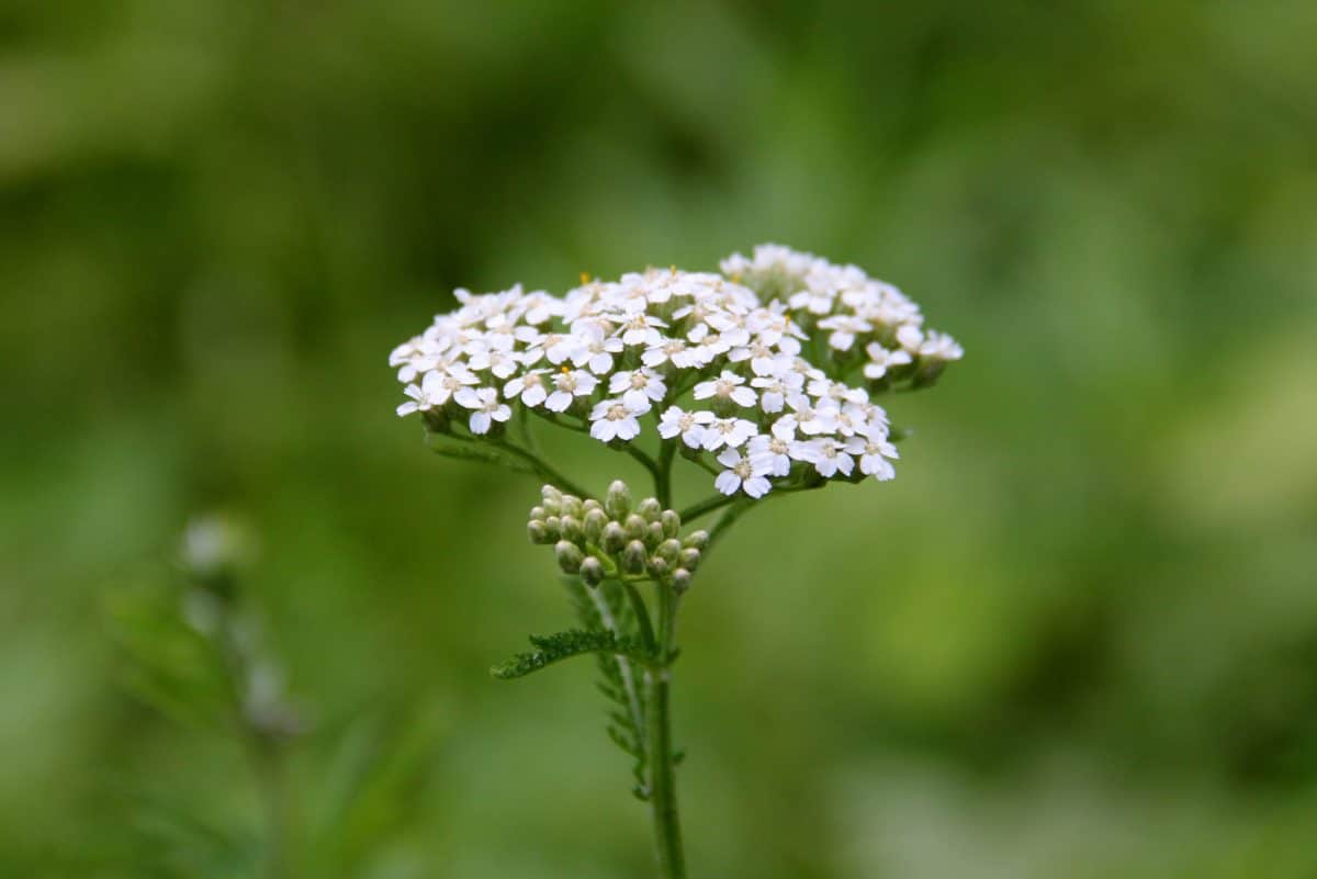 Achillée millefeuille