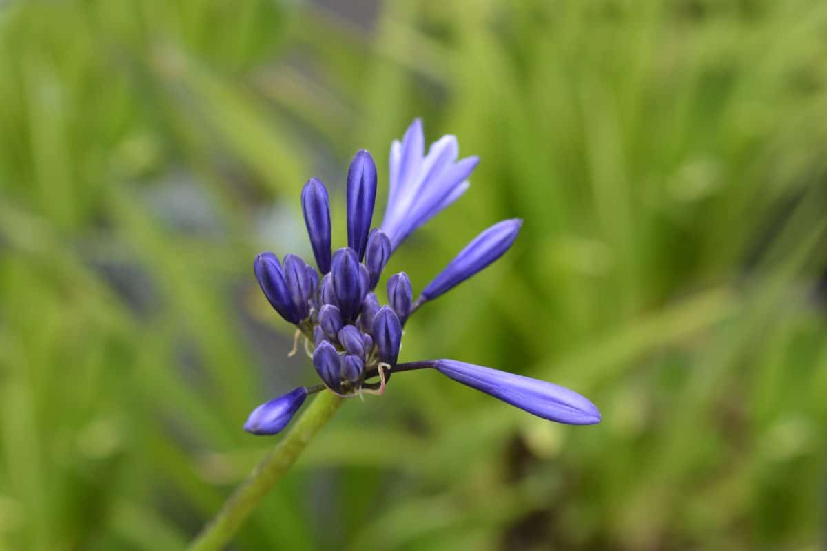 Agapanthus