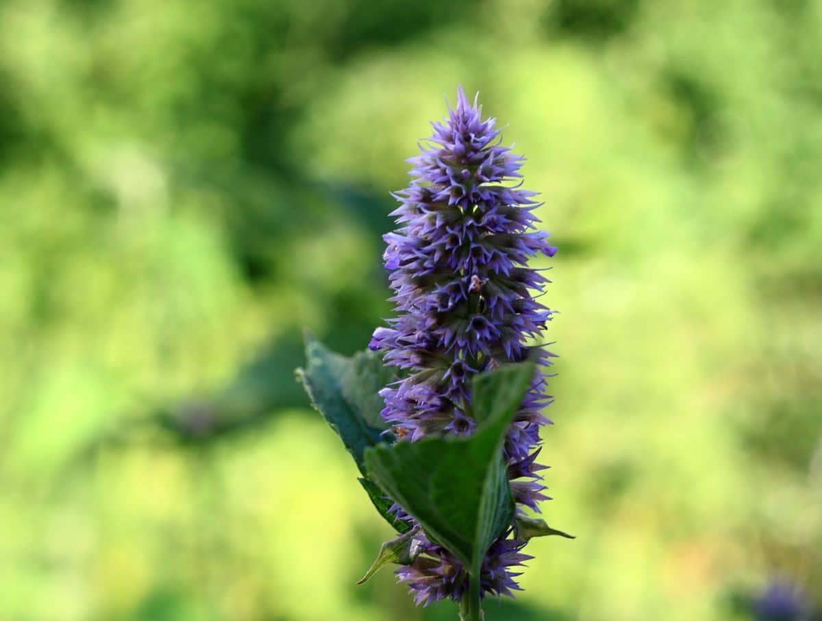 Agastache hybride autrement nommée Blue Fortune