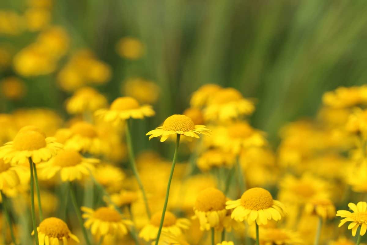 Camomille Anthemis tinctoria