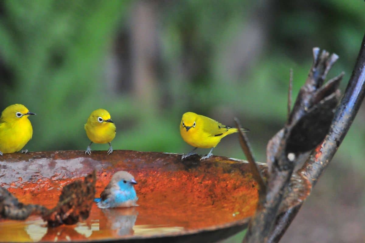 Canicule dans votre jardin : comment aider les oiseaux pendant ces fortes chaleurs ? 