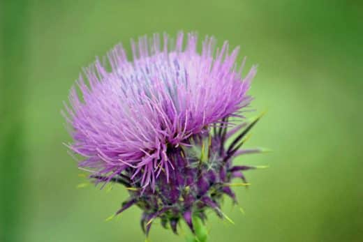 À épingler : Chardons dans le jardin : les 6 méthodes imparables pour s’en débarrasser de façon naturelle !