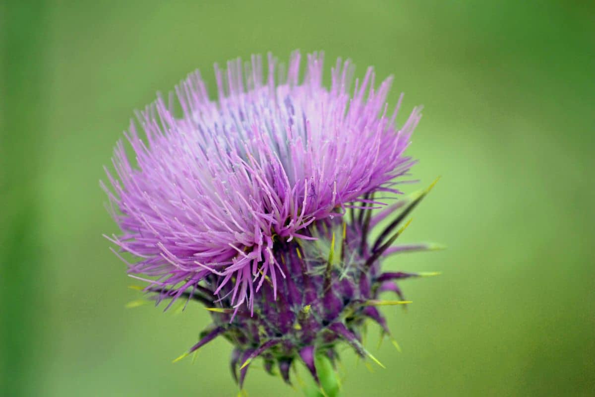 Chardons dans le jardin les méthodes imparables pour s'en débarasser de façon naturelle !