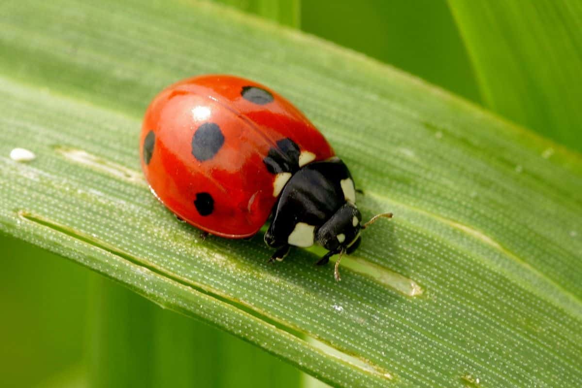 Coccinelle asiatique : Tout ce que vous devez savoir sur elle et sur ses bons et mauvais côtés pour votre jardin