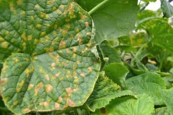 Comment protéger correctement ses plantes du mildiou