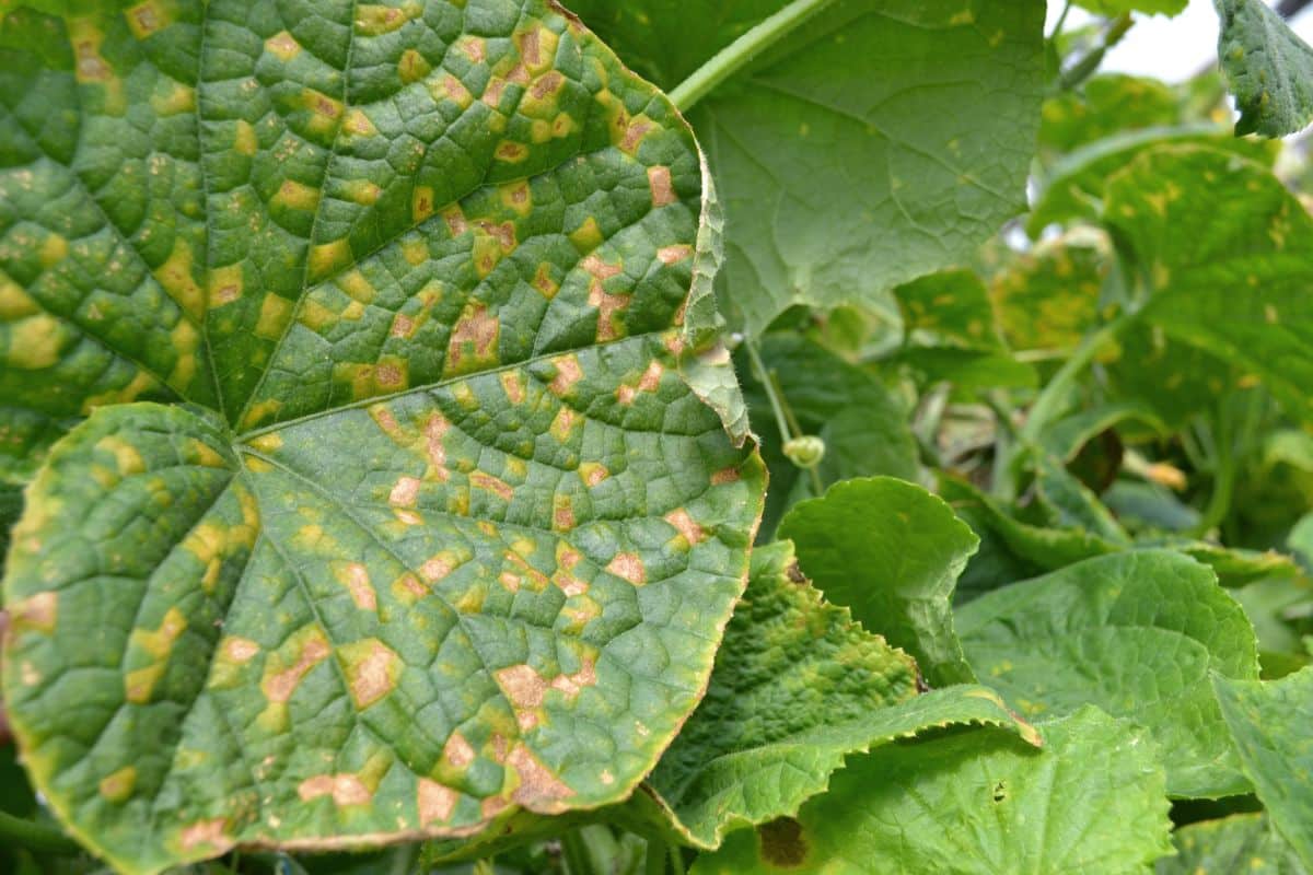 Comment protéger correctement ses plantes du mildiou