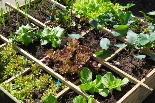 À épingler : Comment protéger son potager des fortes chaleurs