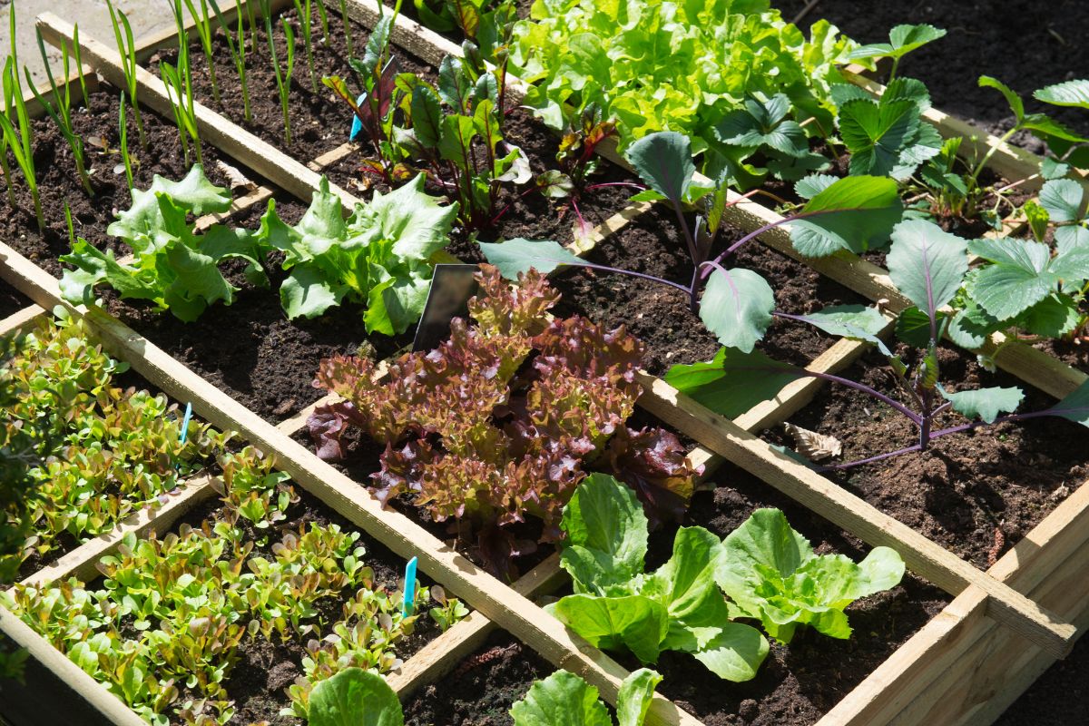 Comment protéger son potager des fortes chaleurs