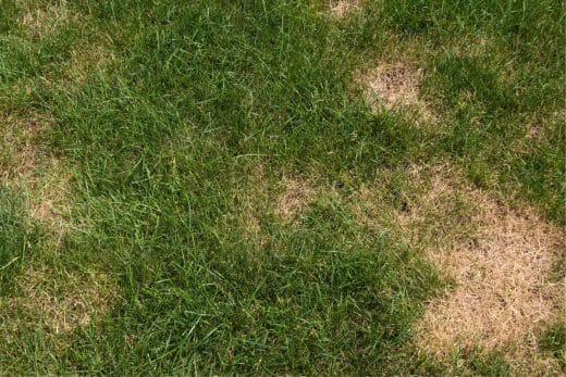 Prêle dans le jardin : les solutions pour s'en débarrasser