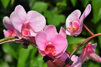 Comment reproduire des orchidées à partir de vieilles branches fanées