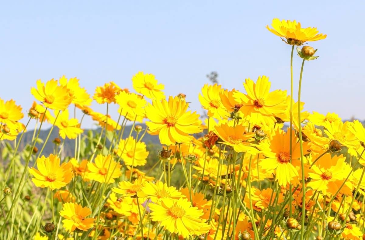 Coreopsis verticillata