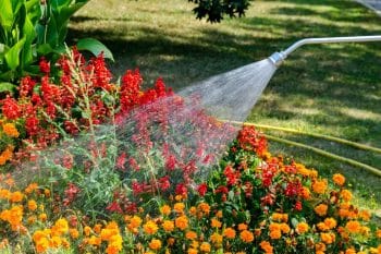 Départ en vacances ? Voici comment maintenir vos plantes en vie 