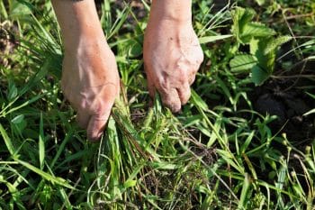 Désherbant naturel voici LA recette pour vous débarrasser des mauvaises herbes avec quelques ingrédients simples !