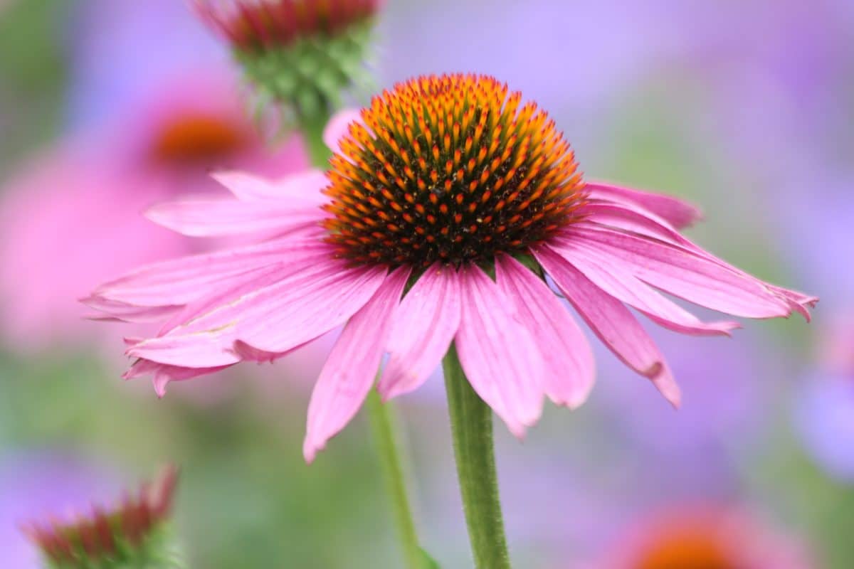 Echinacea purpurea