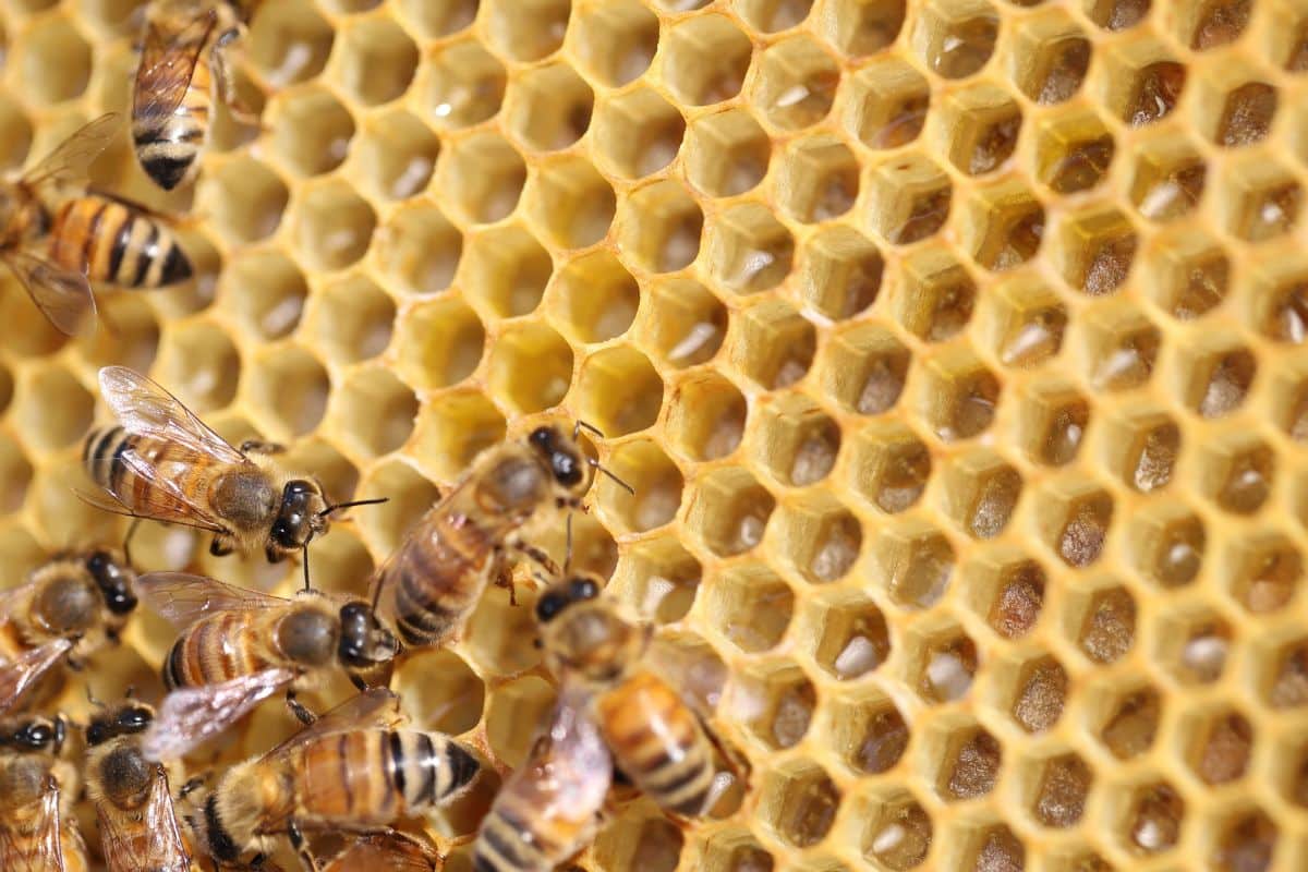 Fabriquer un nid naturel pour les abeilles dans votre jardin, c'est possible