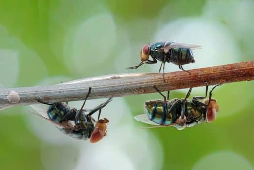 À épingler : Faites fuir les mouches et profitez de votre extérieur sereinement grâce à ces 3 astuces