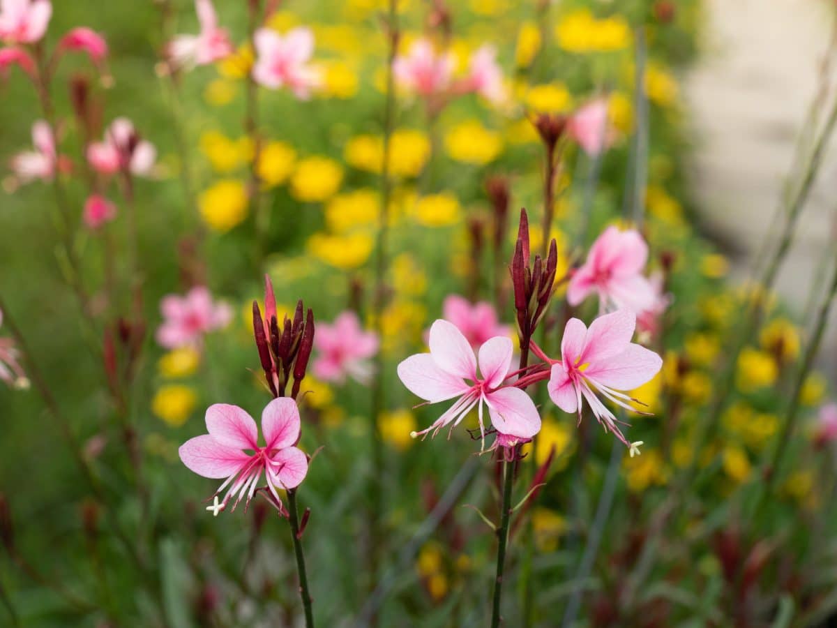 Gaura lindheimeri 