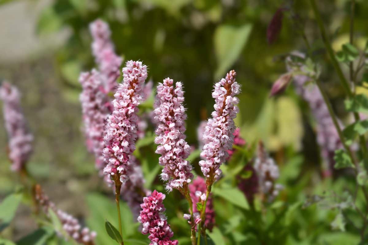 Persicaria affinis