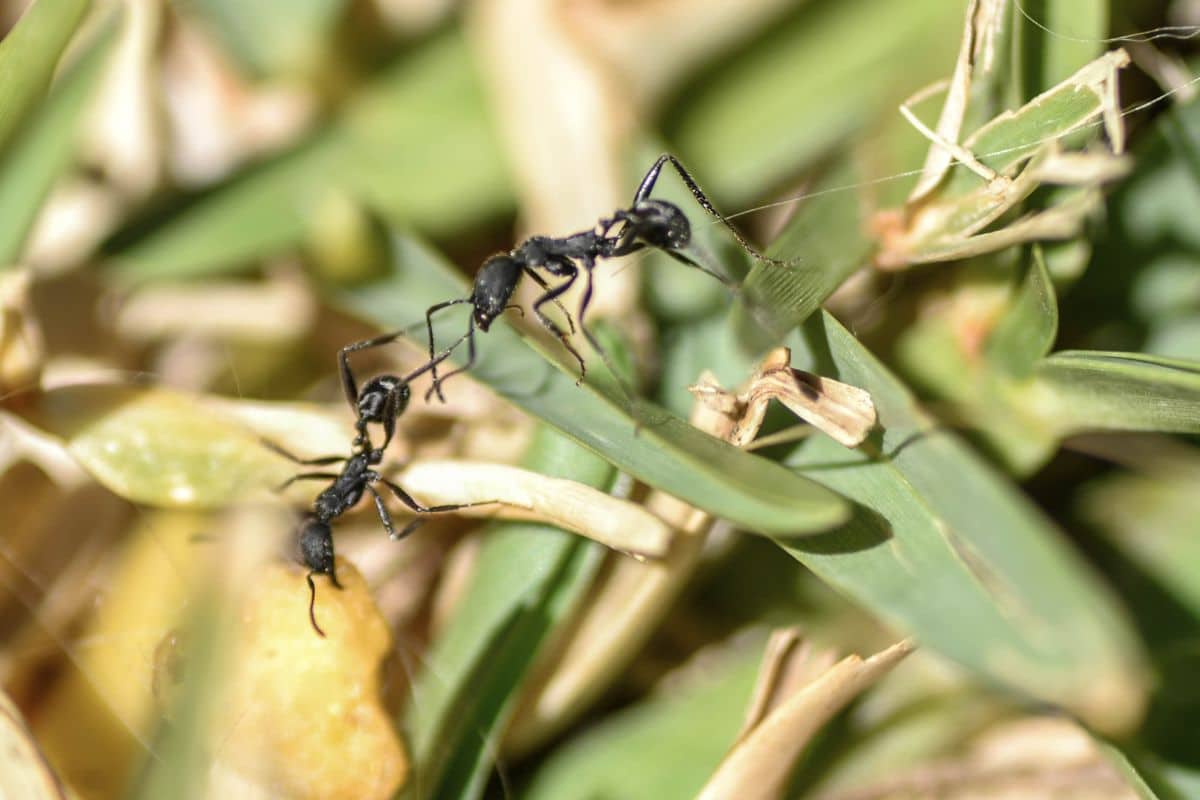 Comment faire fuir les fourmis de son jardin de manière naturelle ?