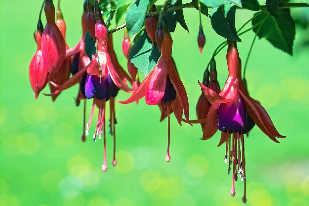 Fuchsia ricartonii