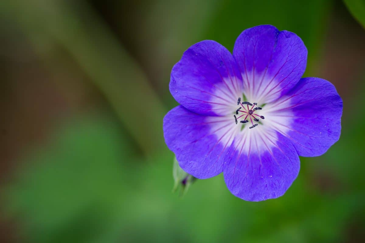 Géranium rozanne