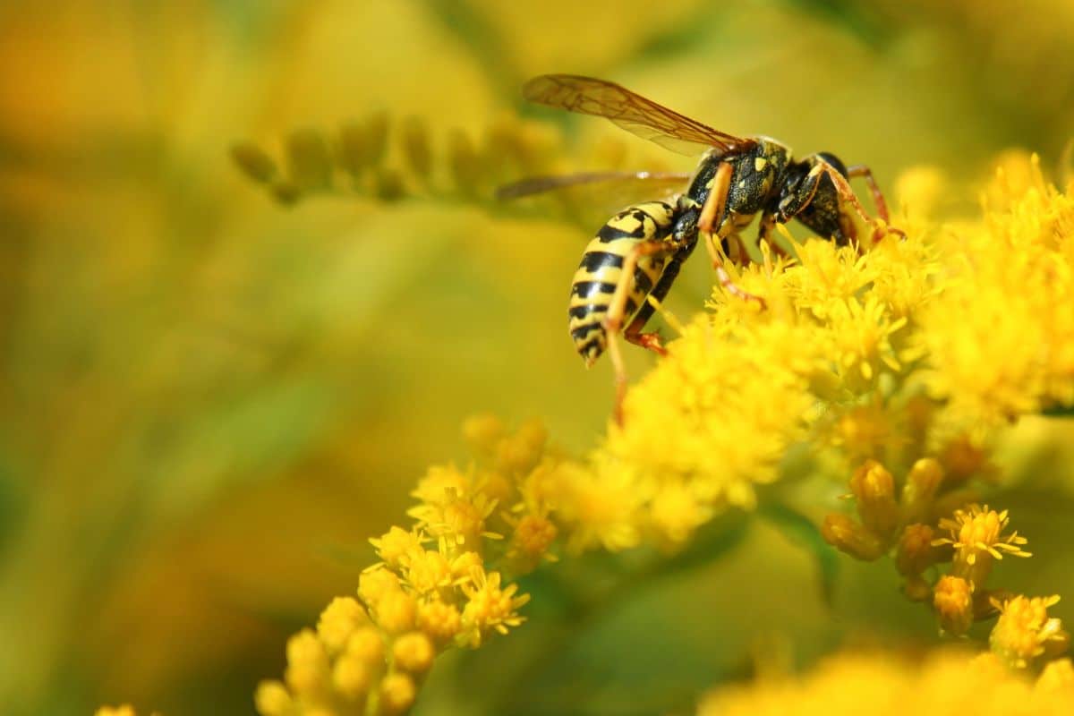 Invasion de guêpes dans vos arbres fruitiers ? Voici les astuces IMPARABLES pour les faire fuir et être tranquille