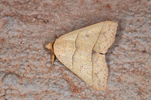 Invasion de mites dans votre maison ? Voici comment faire pour vous en ...