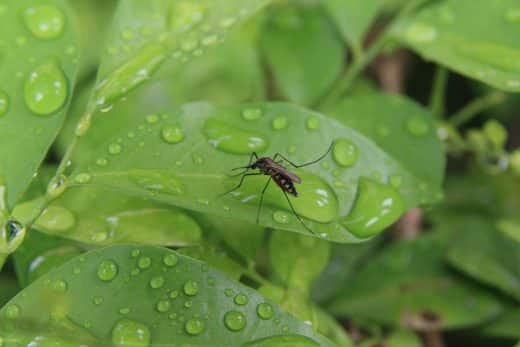 À épingler : Invasion de moustiques ? Voici LES astuces pour les repousser efficacement et éviter les piqûres