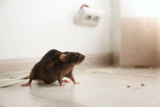À épingler : Invasion de rats dans votre maison ? Voici les 7 astuces naturelles et infaillibles pour les faire sortir de leur cachette !