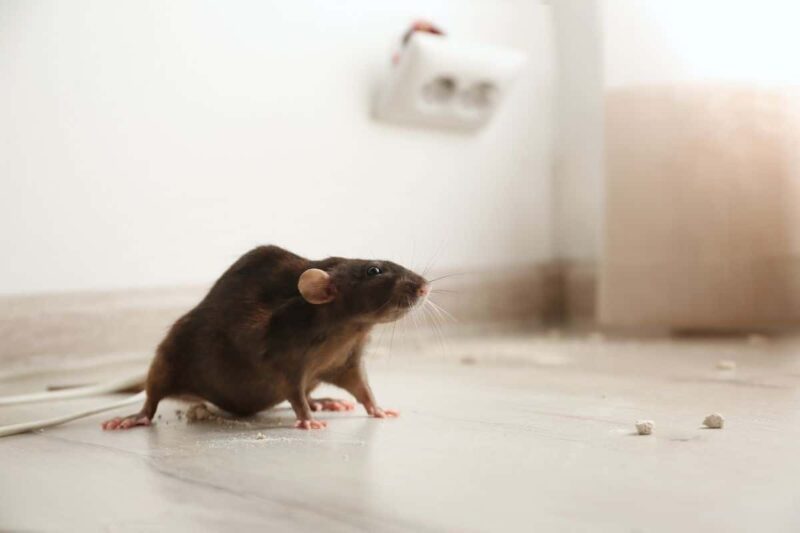 Invasion de rats dans votre maison ? Voici les 7 astuces naturelles et