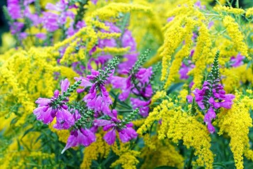 À épingler : Jardin : l’automne approche et vous souhaitez des fleurs colorées ? Voici les variétés à planter pour un automne tout en couleur !