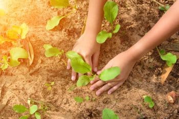 Jardinage : pourquoi saupoudrer vos plantes et votre jardin de sucre est une très bonne idée !