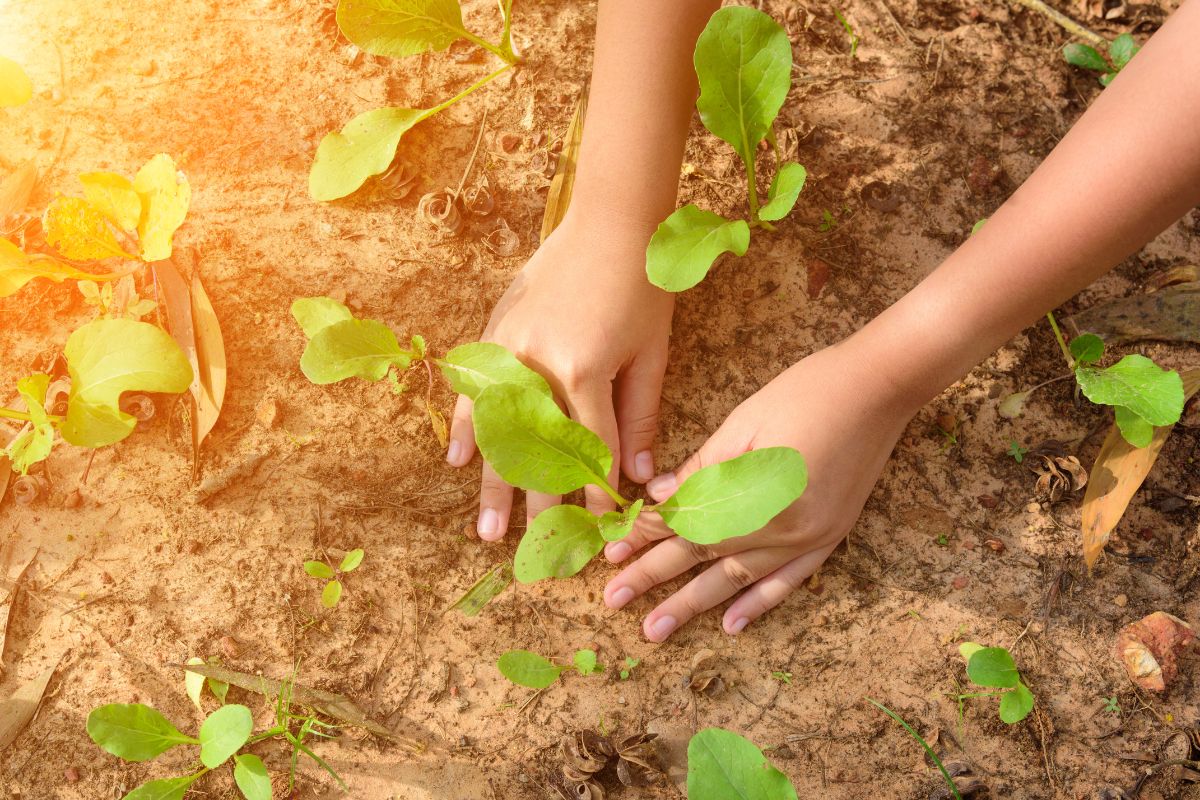 Jardinage : pourquoi saupoudrer vos plantes et votre jardin de sucre est une très bonne idée !