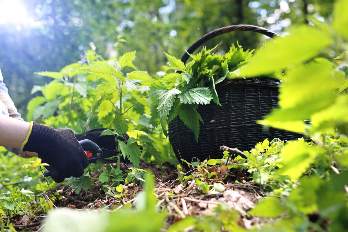 Jardinage Voici comment se débarasser des orties rapidement et naturellement dans votre jardin !