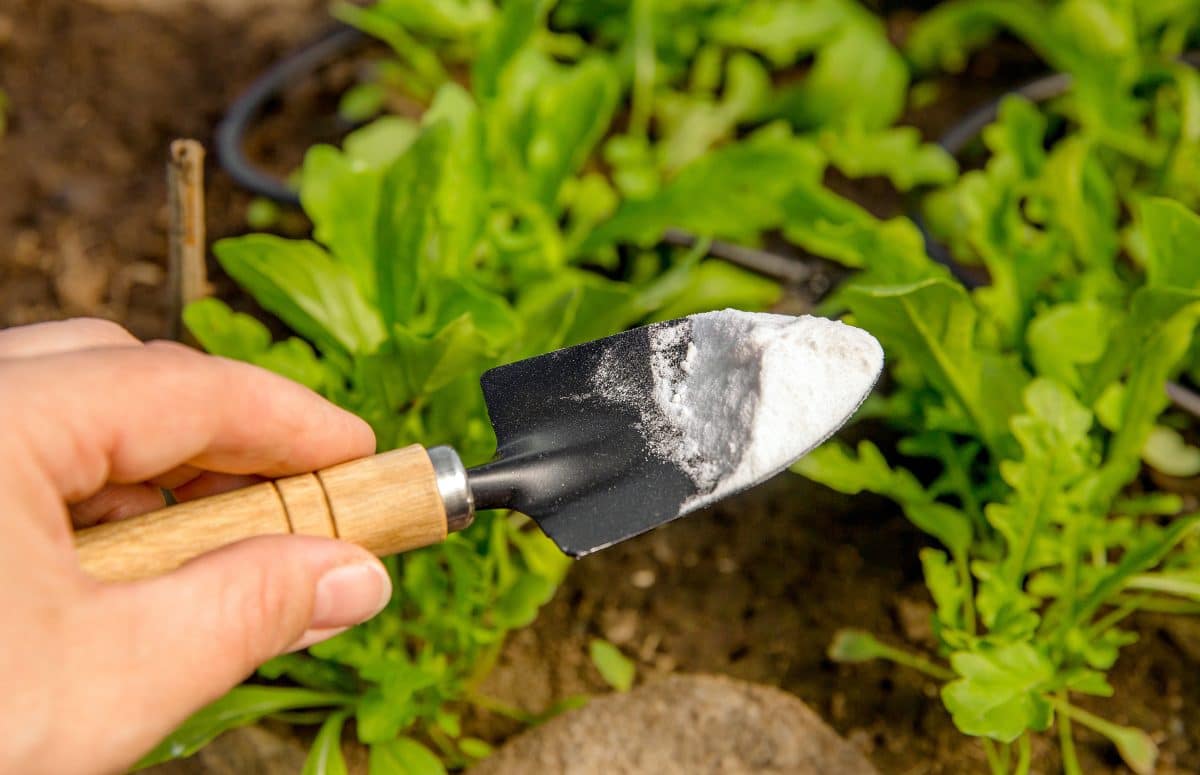 Le chlorate de soude : attention danger! - Paroles de jardiniers