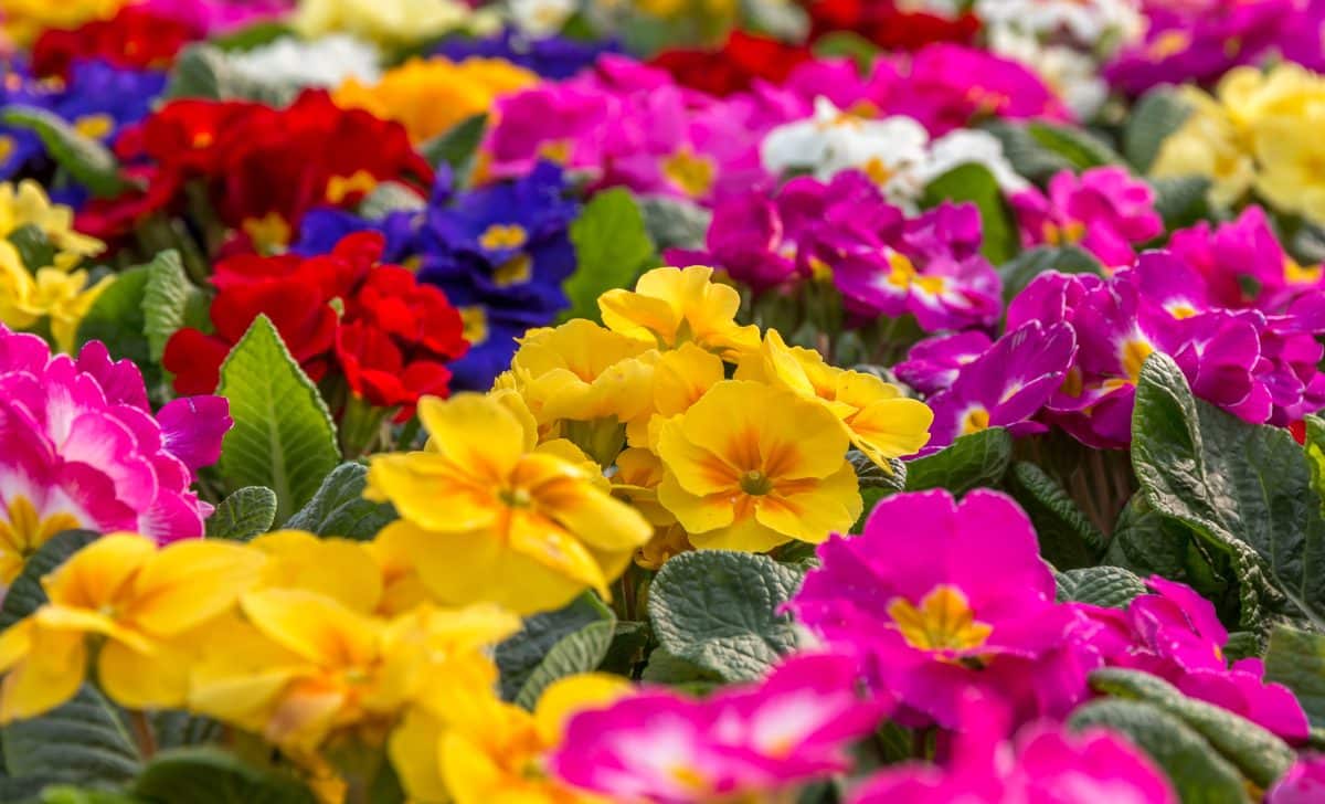 Les 23 plus belles fleurs vivaces longue floraison